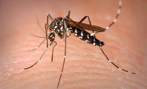 อาการของไข้เลือดออกแอฟริกันสองสายพันธุ์ (African Hemorrhagic Fever)